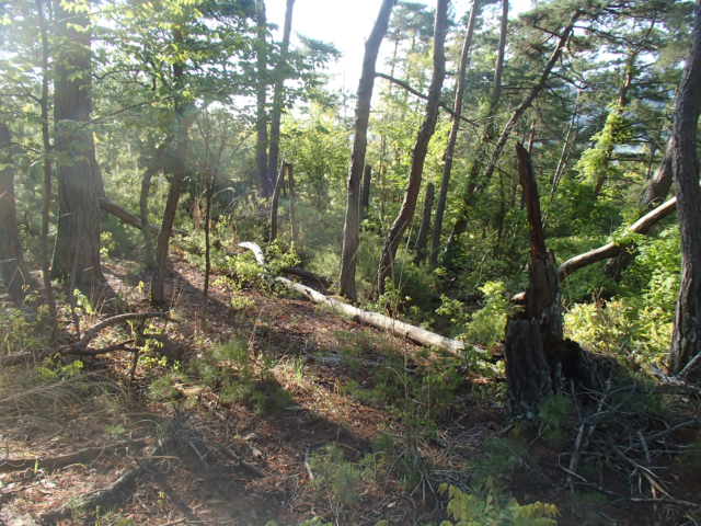 上田市八木沢　売土地 画像03